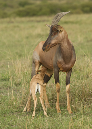 topi